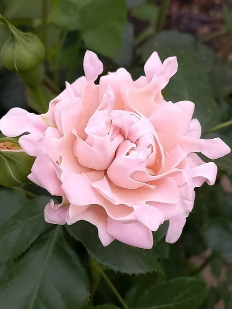 свит раффлз3_edited_edited