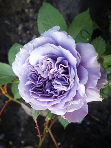 тамамо3_edited_edited_edited