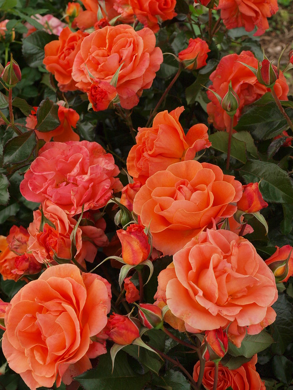 таттон3_edited_edited