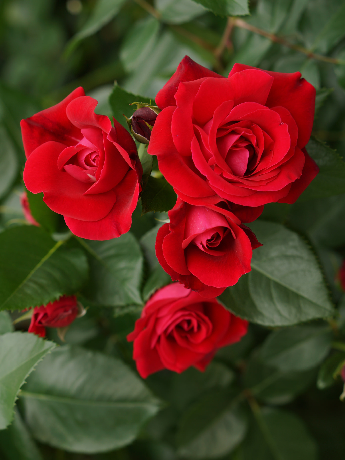 Темптейшн3_edited