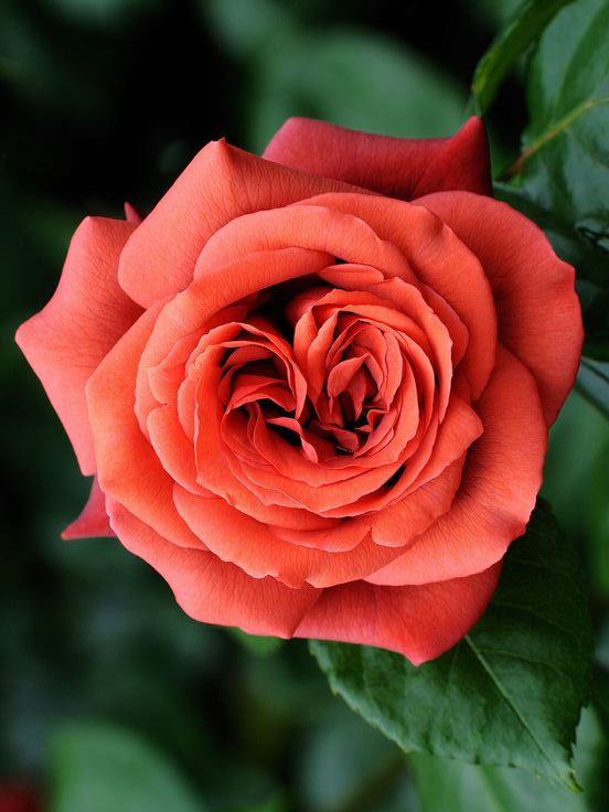 Терракота1_edited