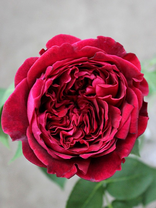 тесс _edited_edited