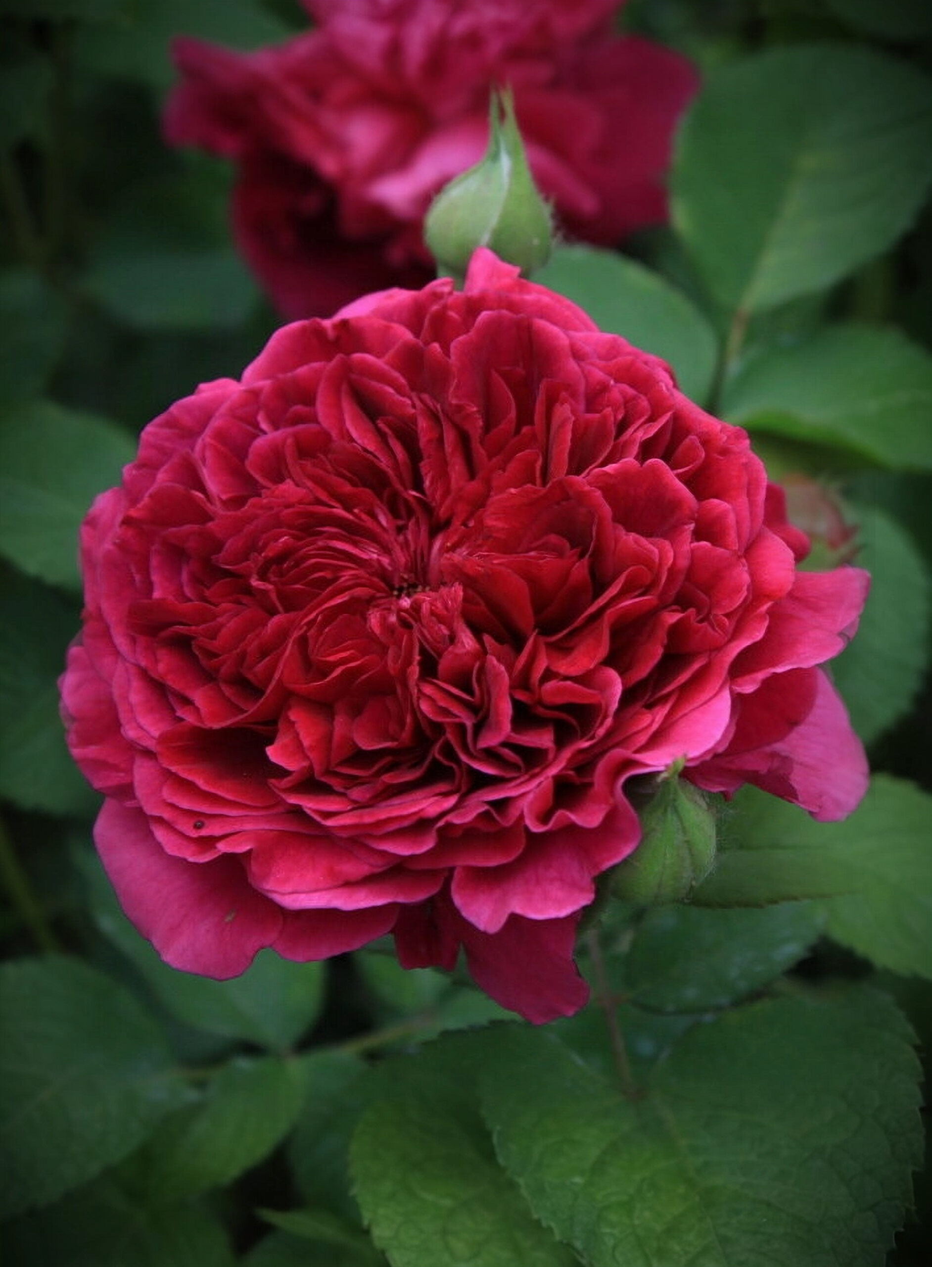 тесс оф зе дер_edited