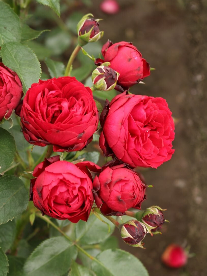 Тиль Уленшпигель4_edited