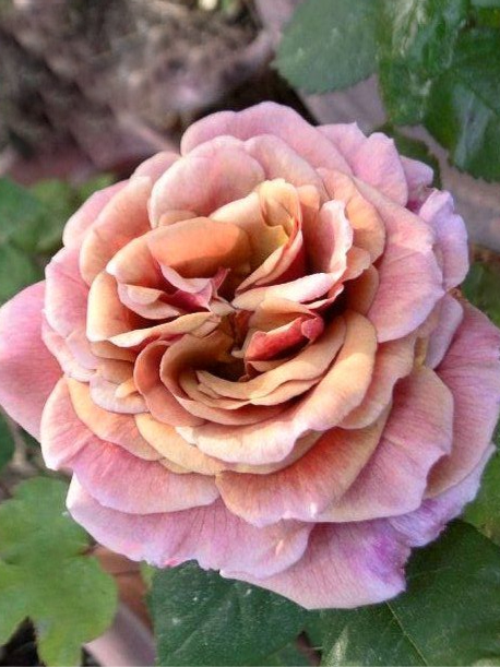 том браун2_edited_edited