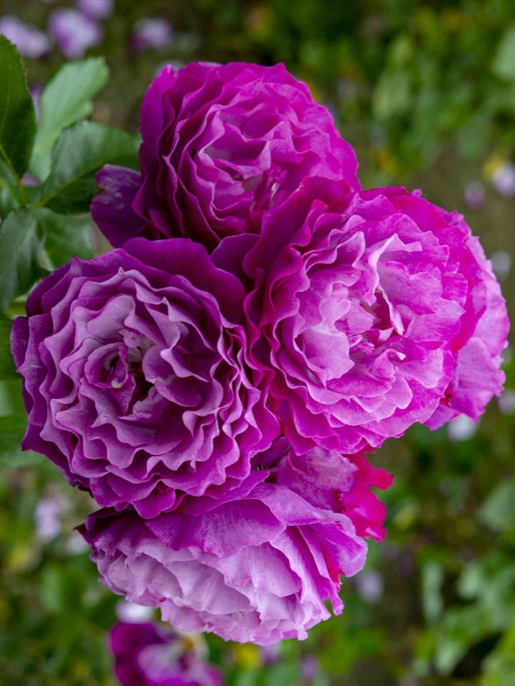 торн блю_edited_edited