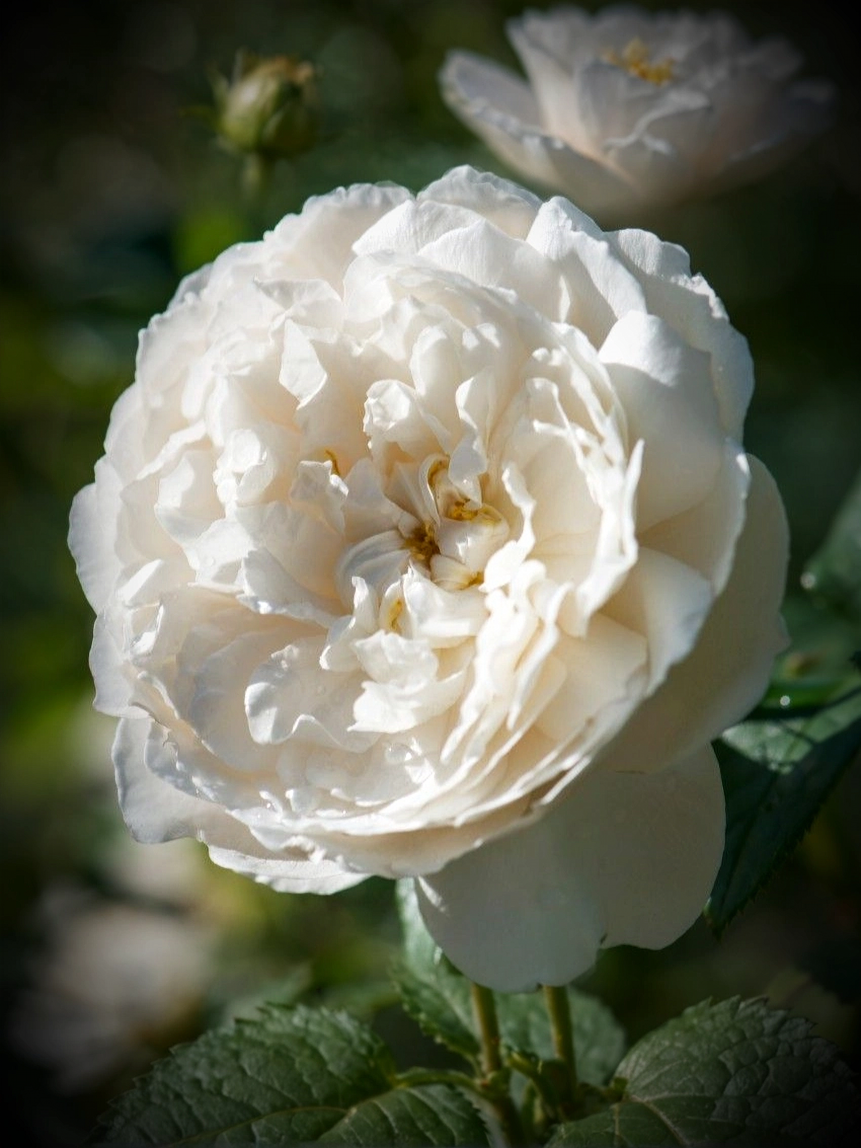 Уильям энд Катрин