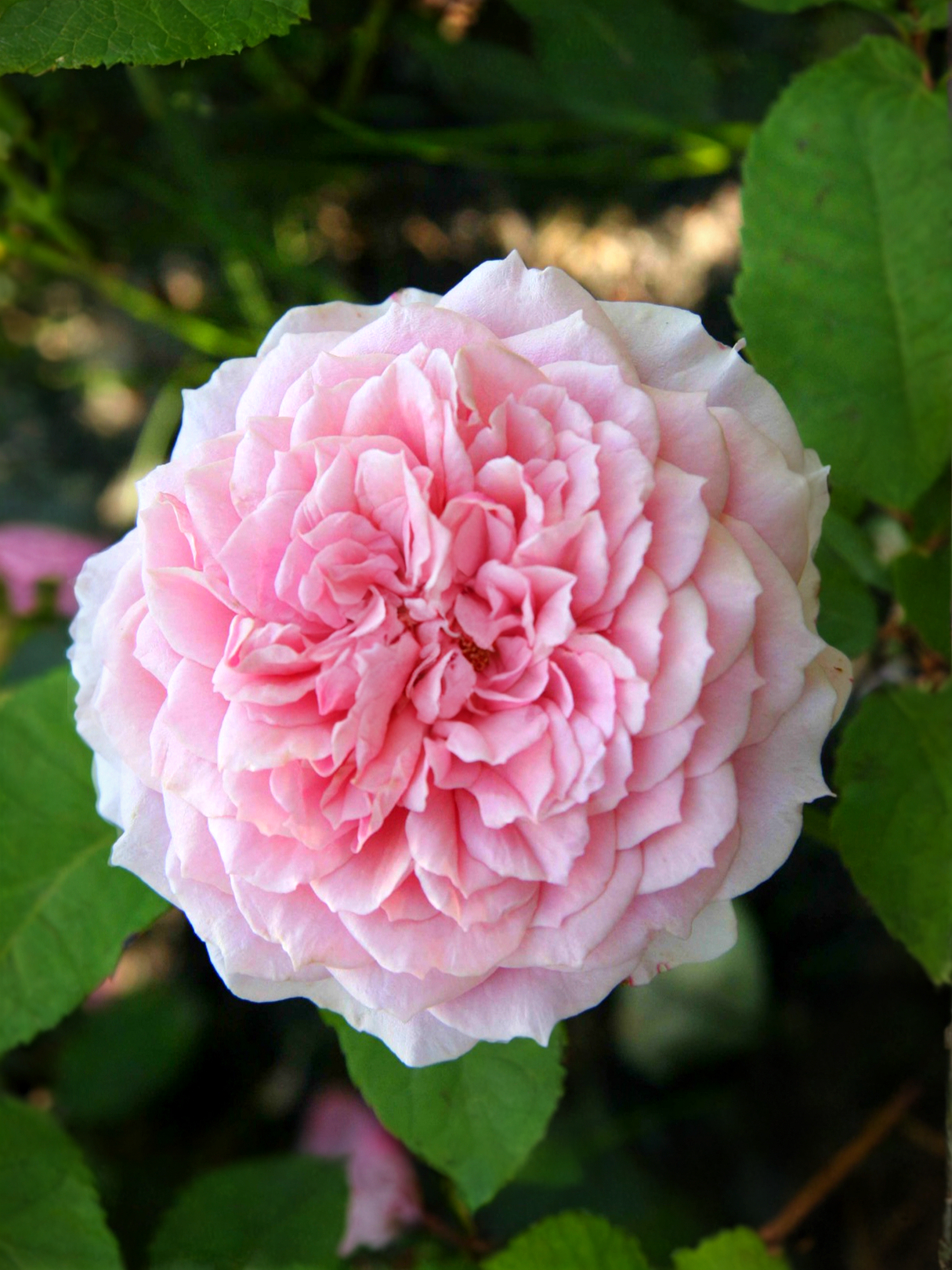 Уильям Кристи3_edited_edited