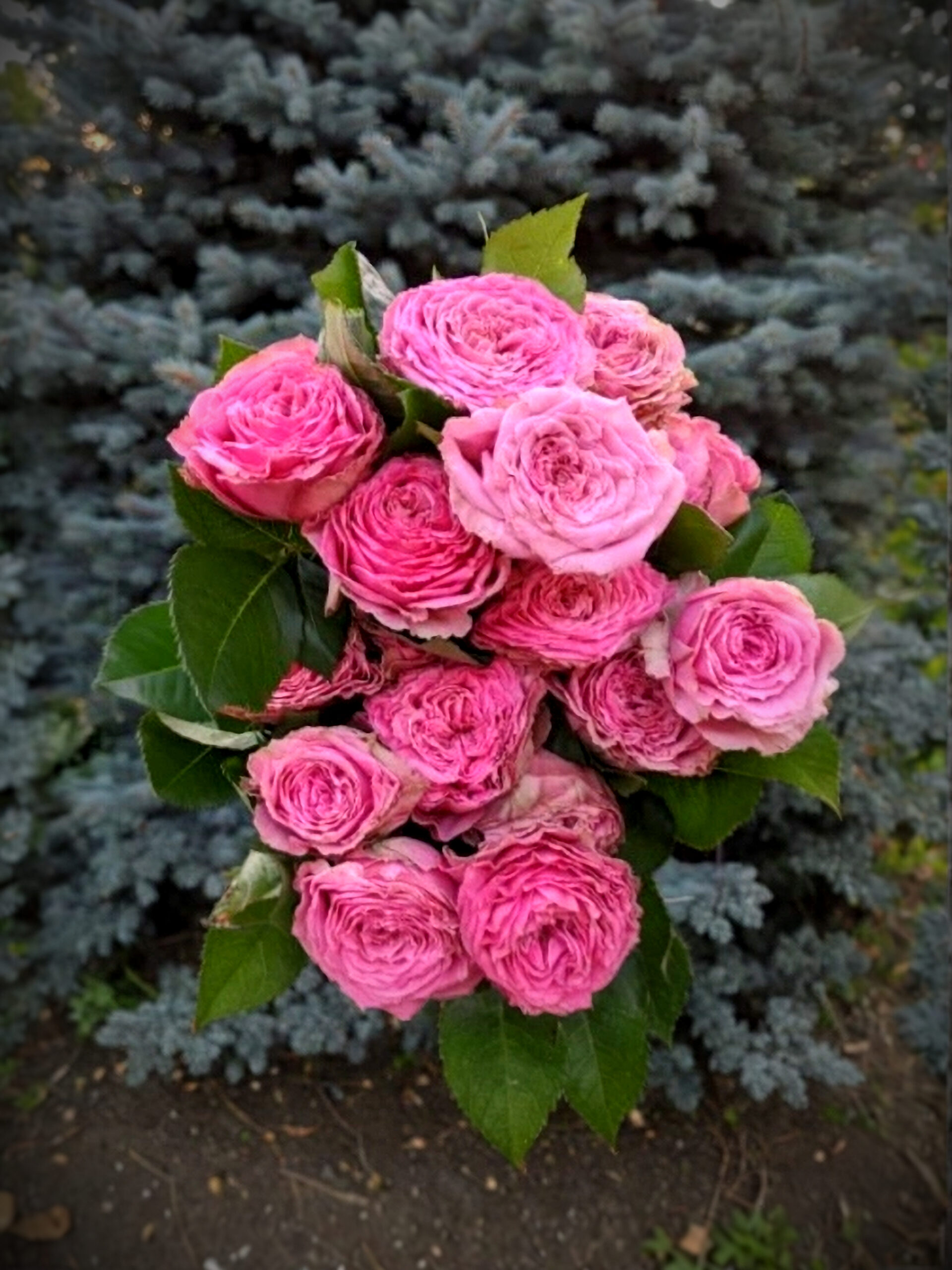 вайлд моментс2_edited_edited_edited