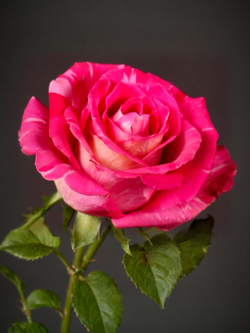 Вайлд Топаз