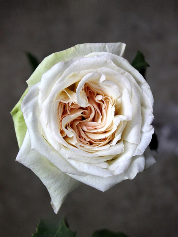 вайт охара _edited_edited