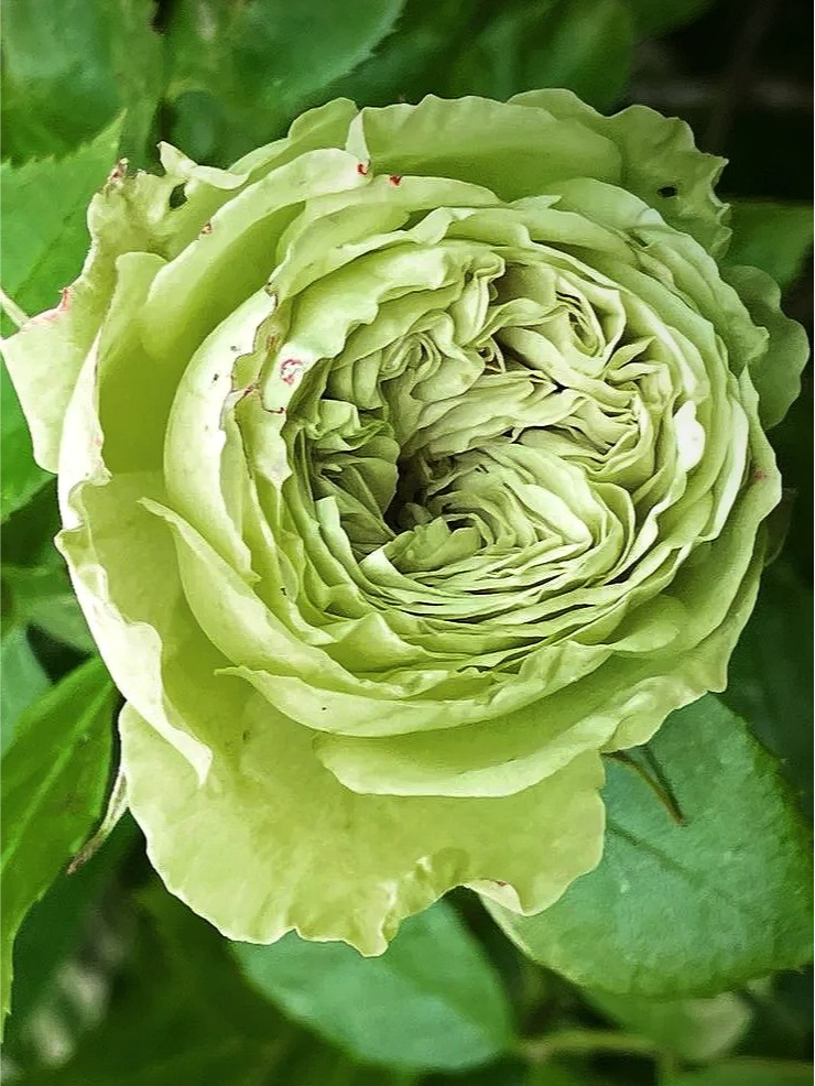 вакана 1 _edited_edited