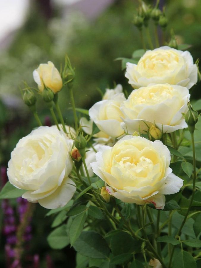 Ванесса Белл4_edited_edited