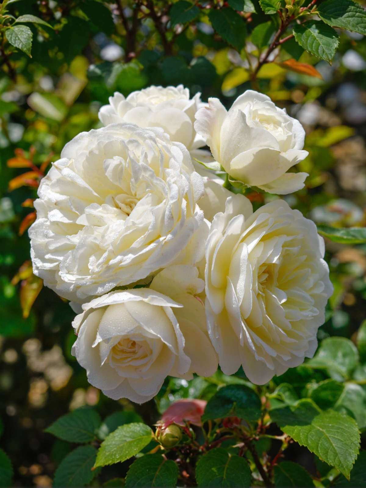 Ванилла_edited (1)