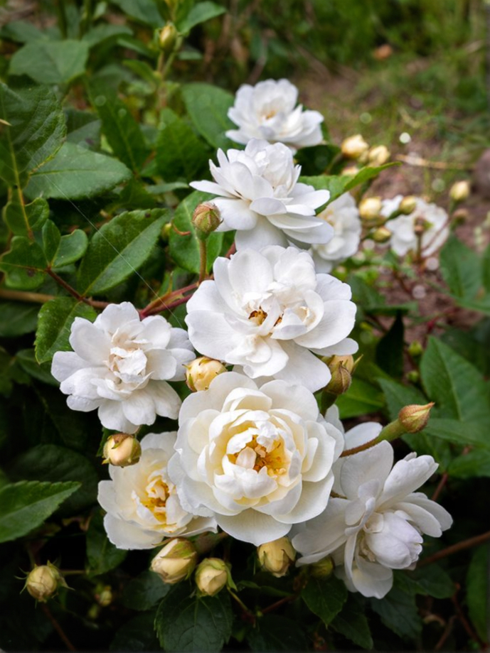 ватерлоо_edited