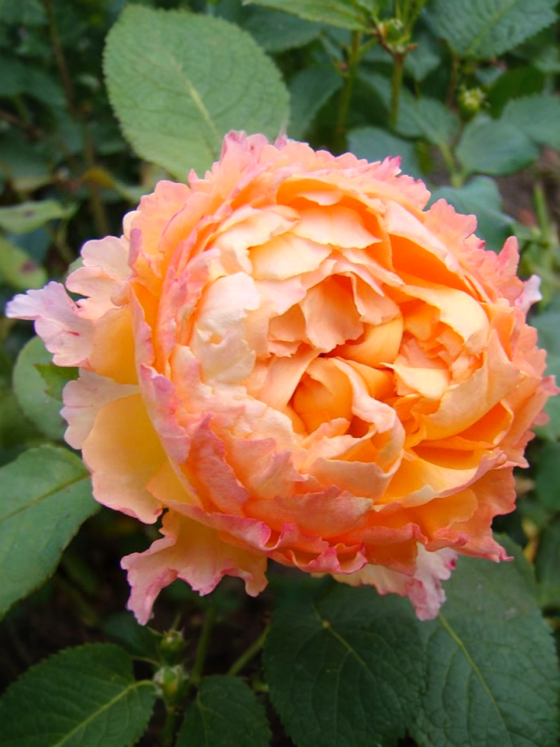 Велл Бинг3_edited_edited