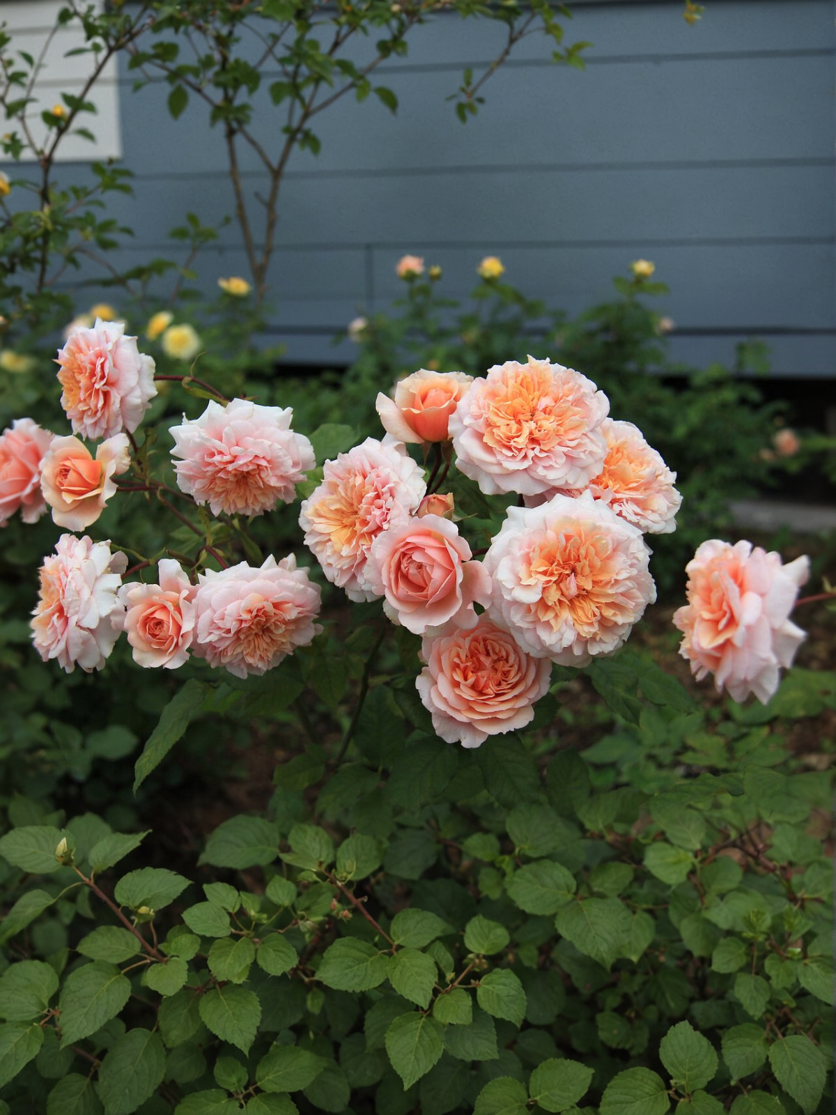 версайни 1_edited