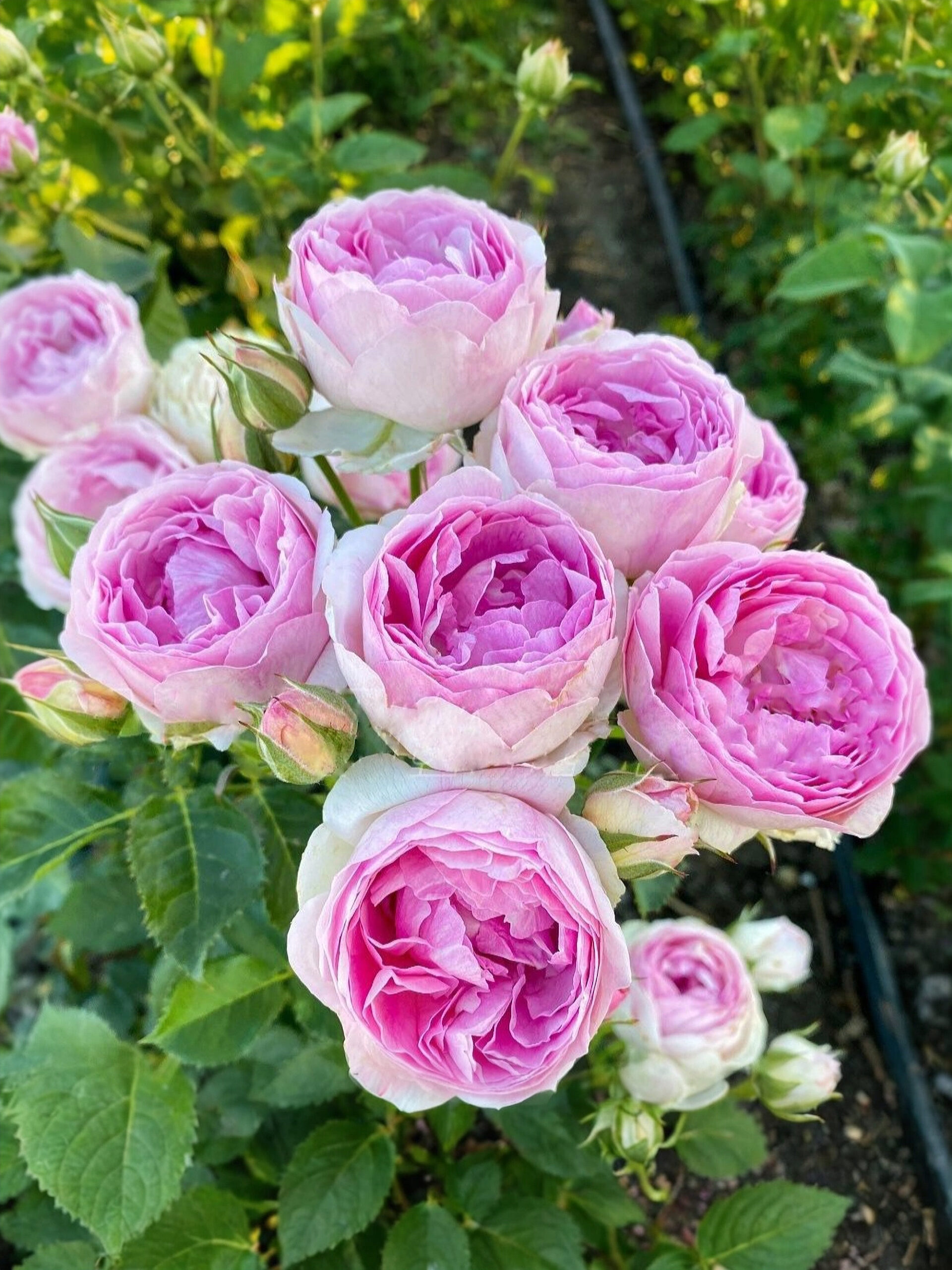 Везалиус_edited