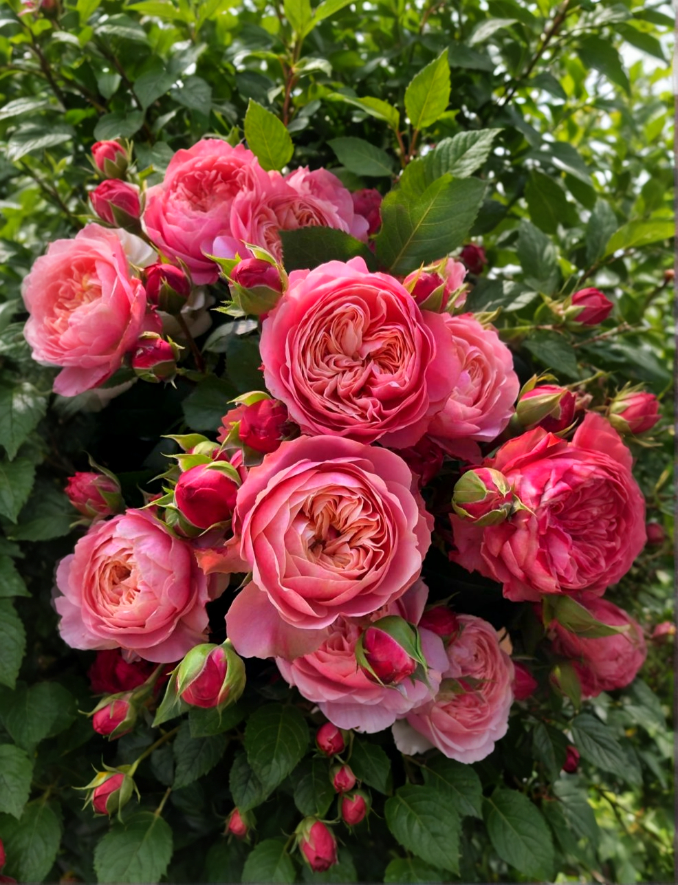 Викториан Классик