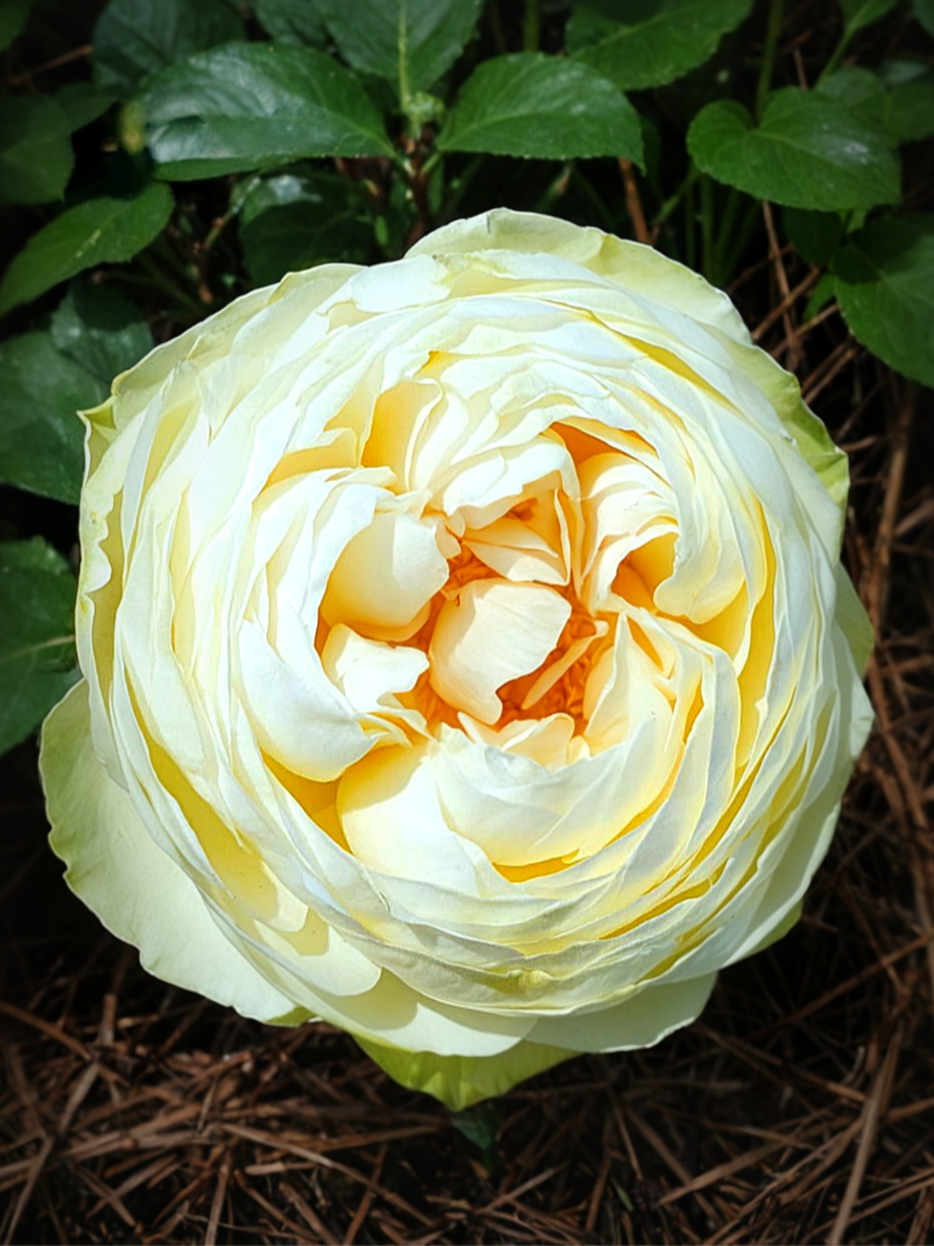 Викториан Саммер_edited_edited_edited