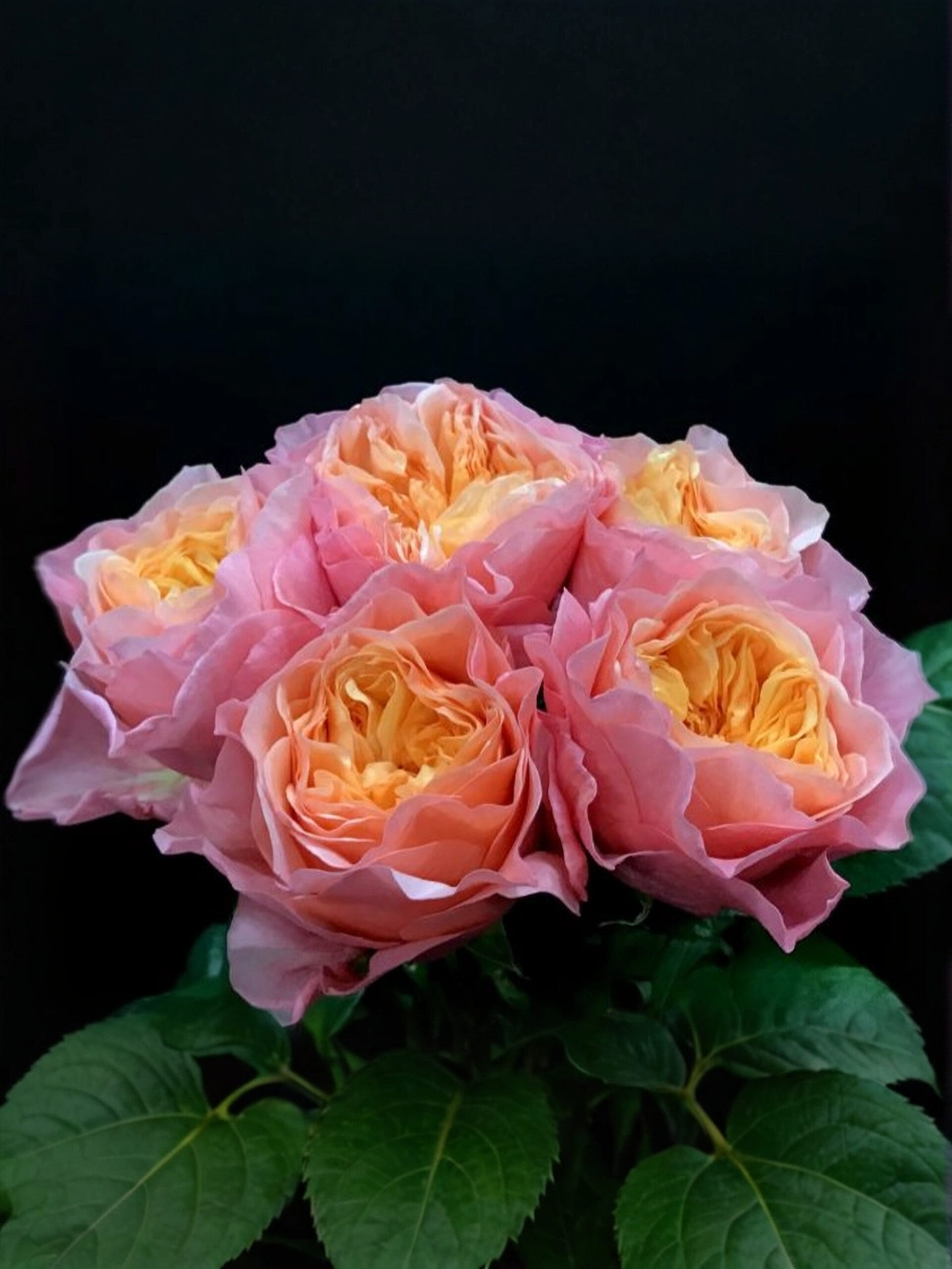 Викториан Секрет_edited