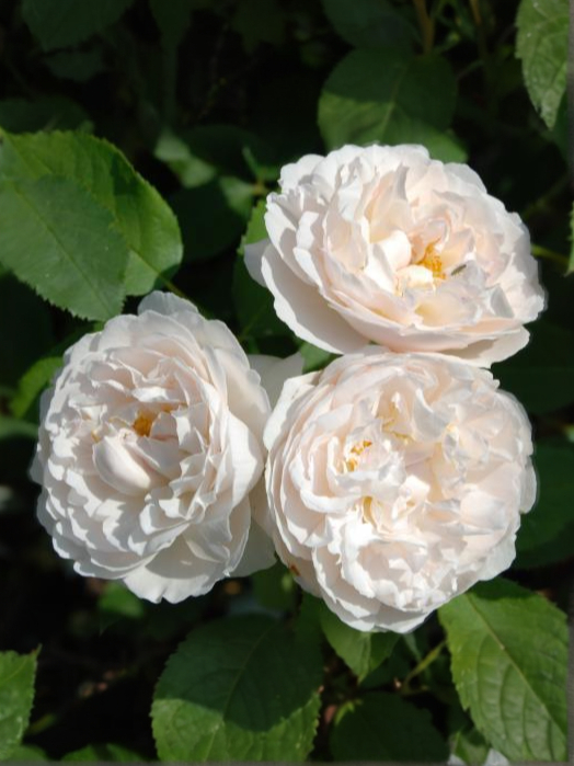 Винчестер Кафедрал