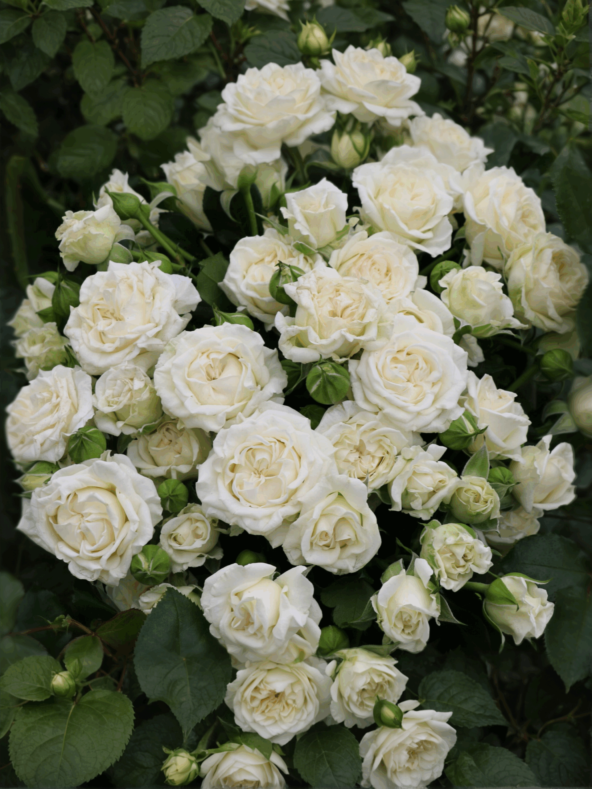 вивиан 2_edited_edited_edited