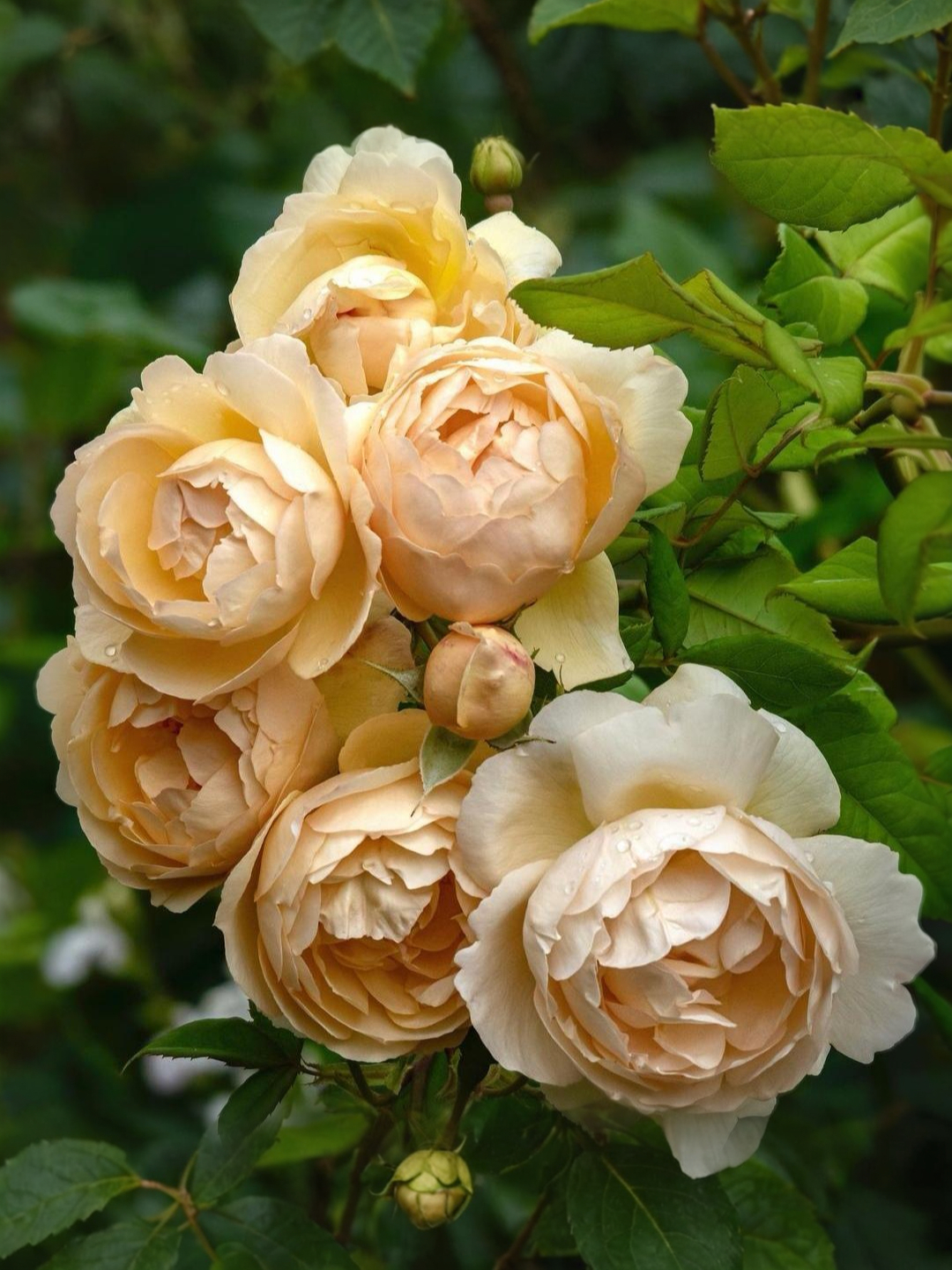 Воллертон олд Холл