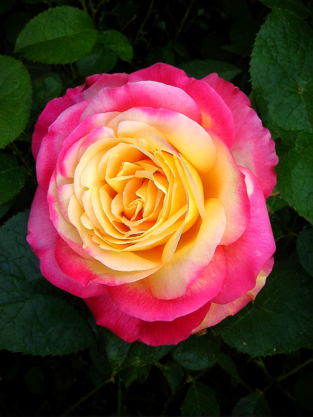 Восточный экспресс