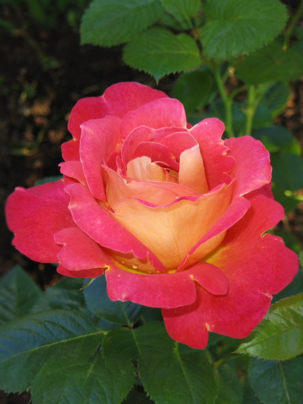 xat7n5siwjgna3s_87e4e24_edited_edited