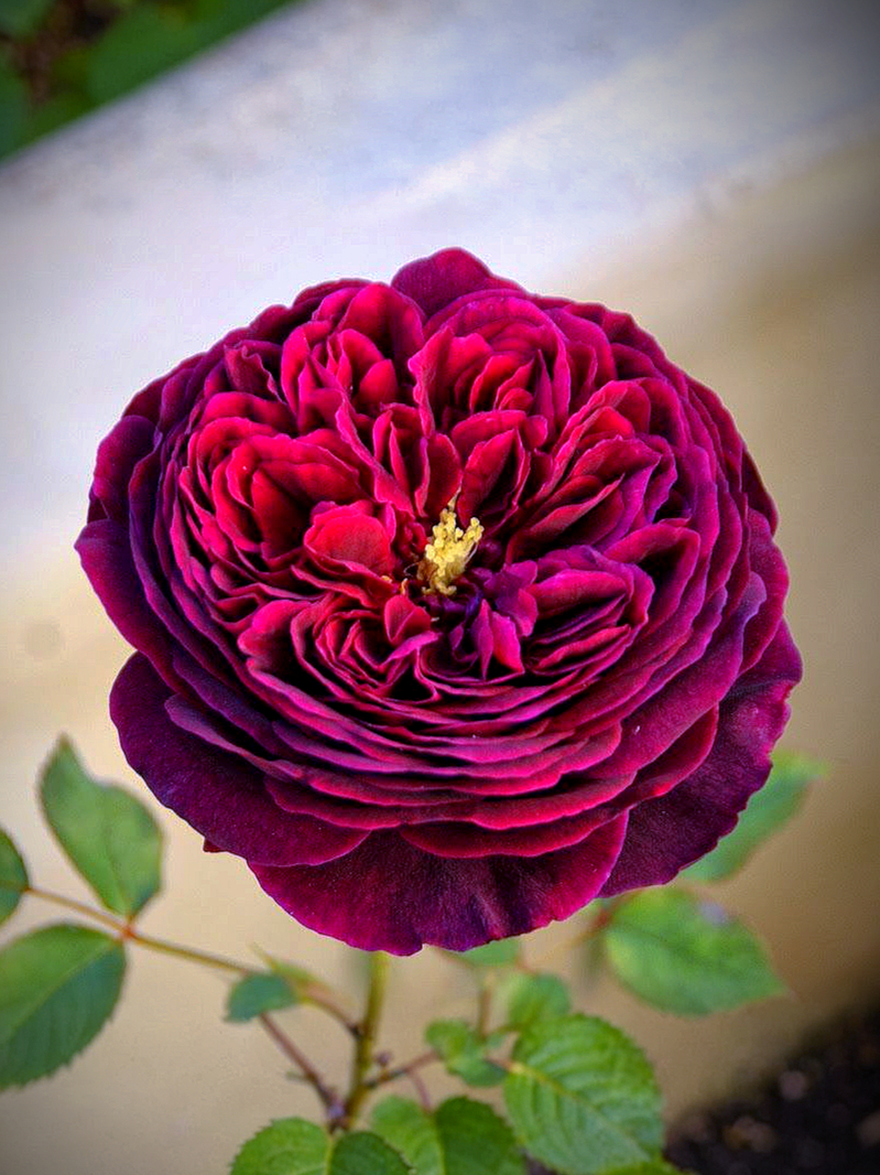 зе принц_edited