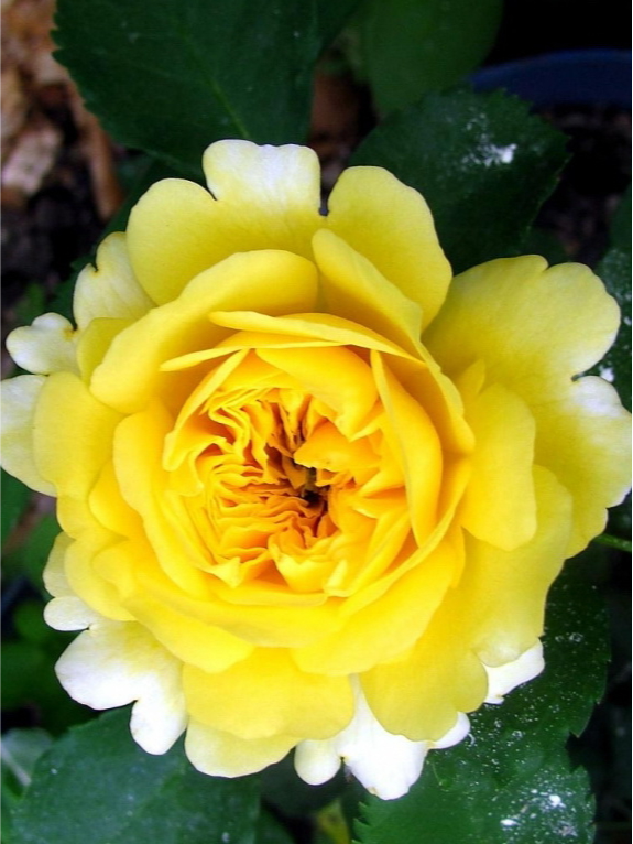 Зе Сан енд Зе Харт_edited_edited