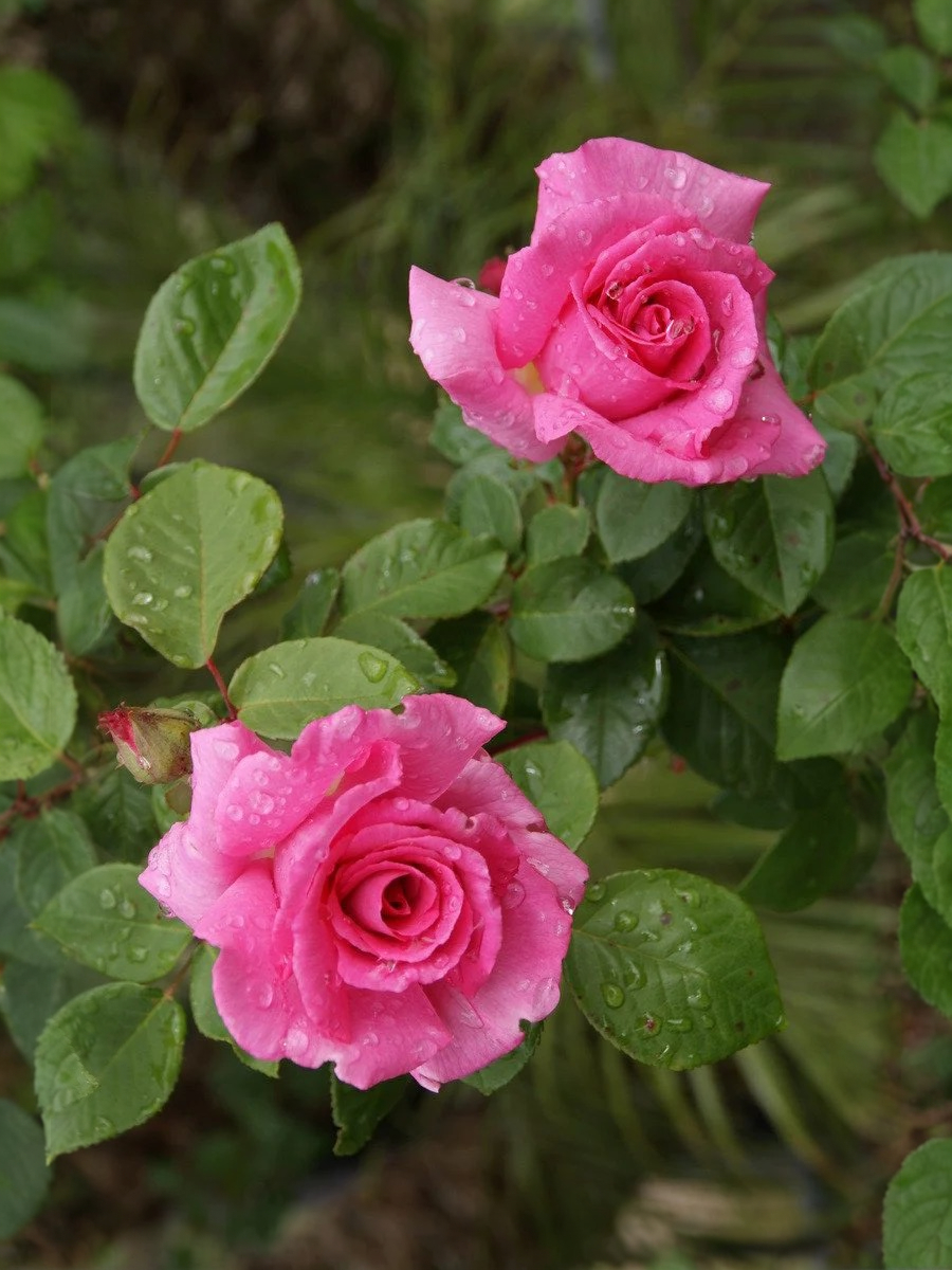 зеферин 2 _edited_edited