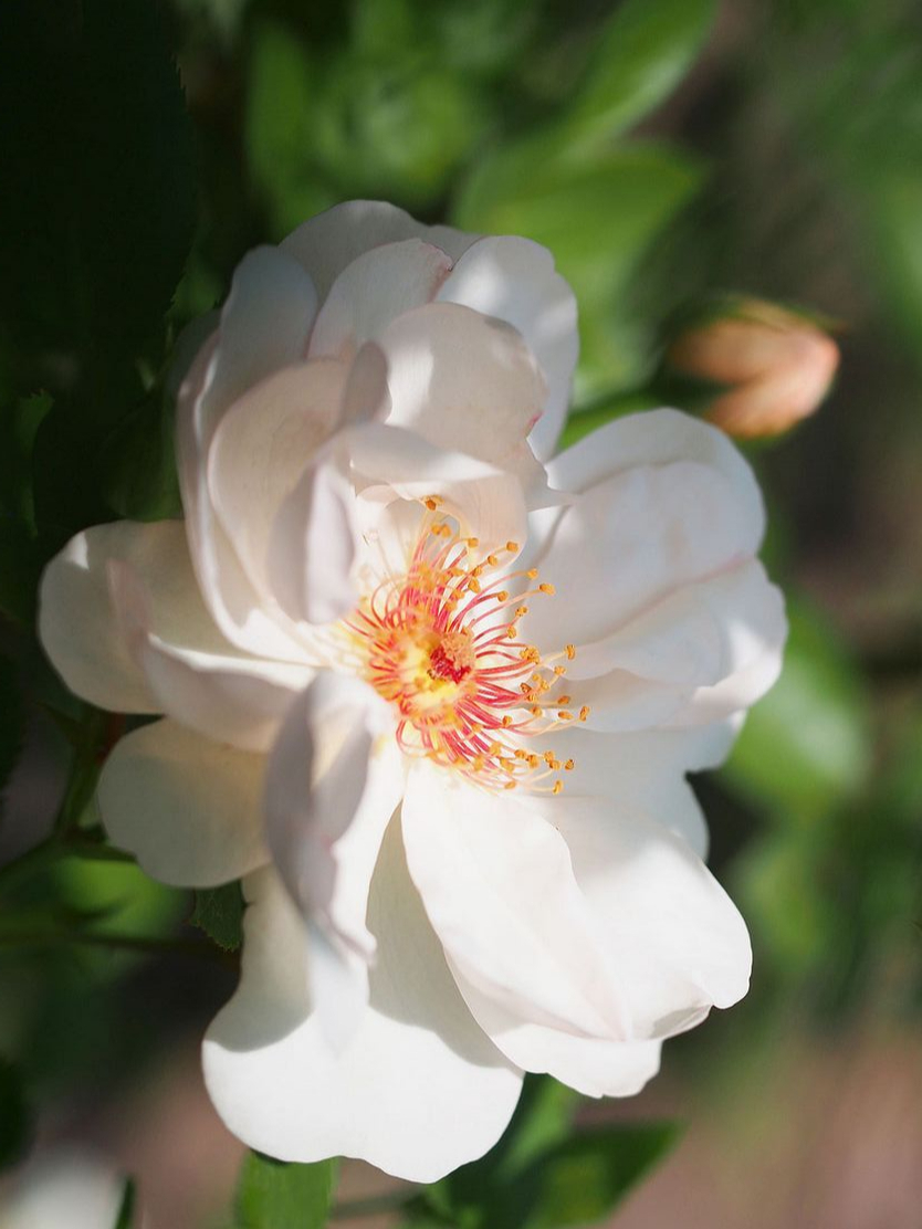 Жаклин Дюпре2_edited_edited