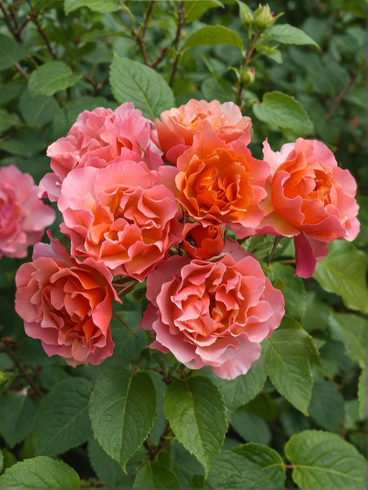 жан кокто_edited_edited