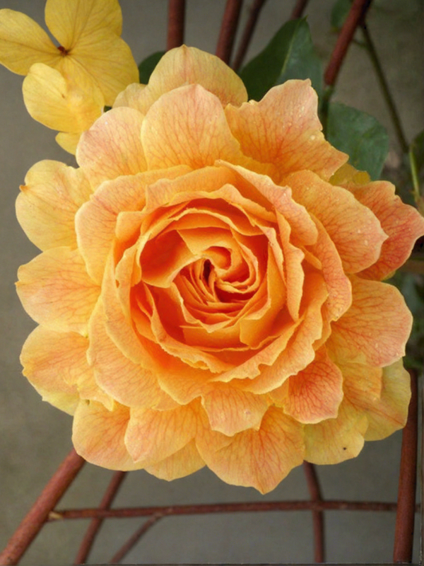 Жан Жионо 2 _edited_edited