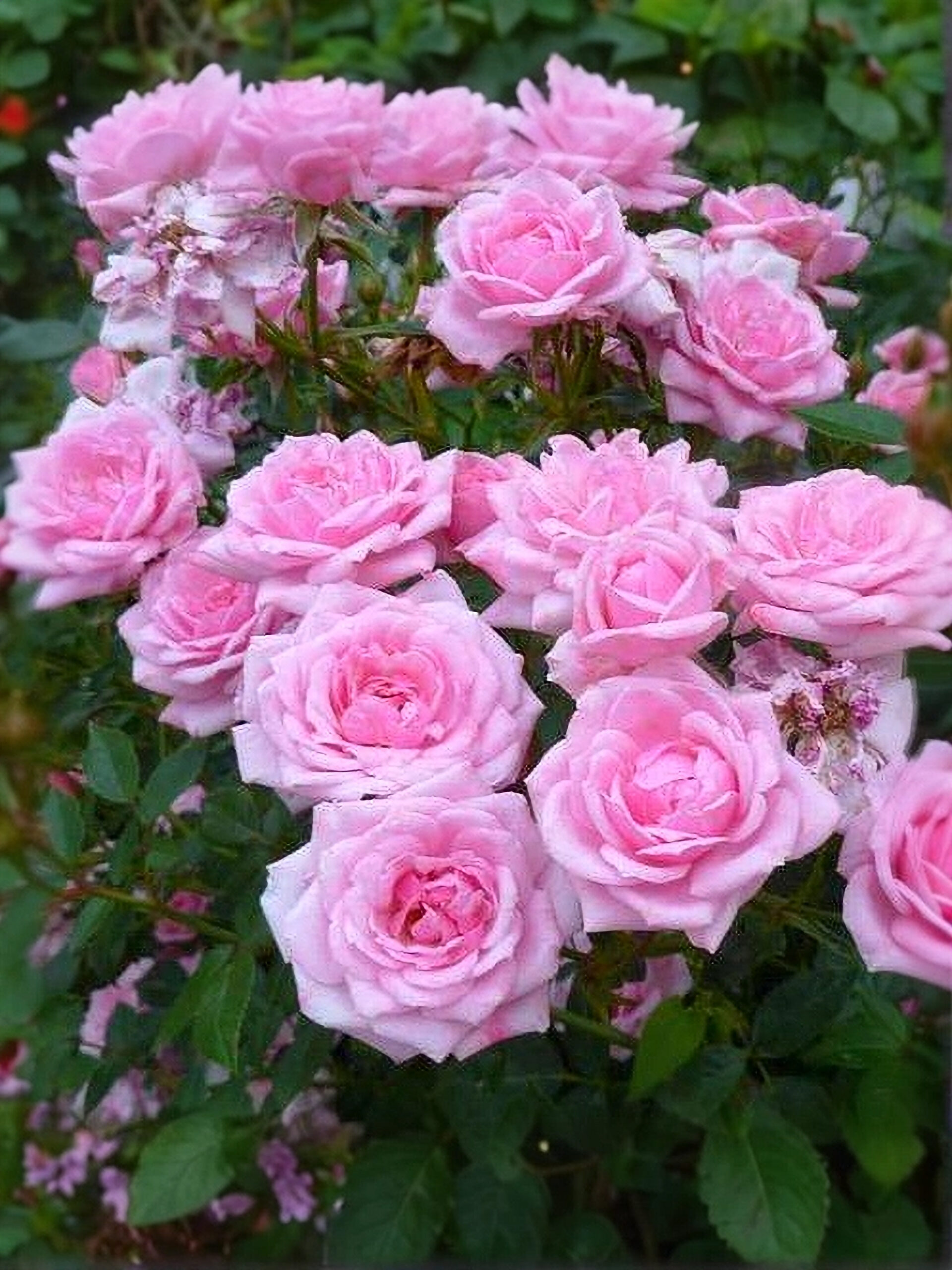 Жанн_edited_edited