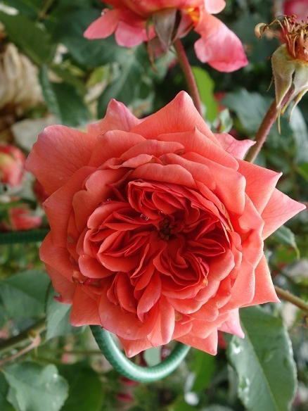 жардин 3_edited_edited_edited