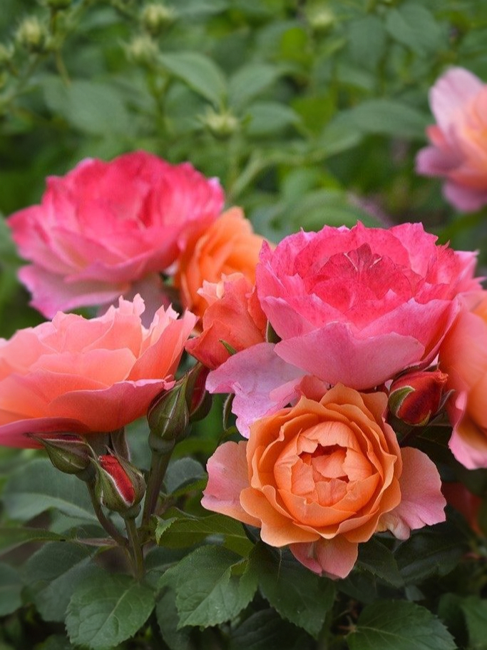 жардин де_edited