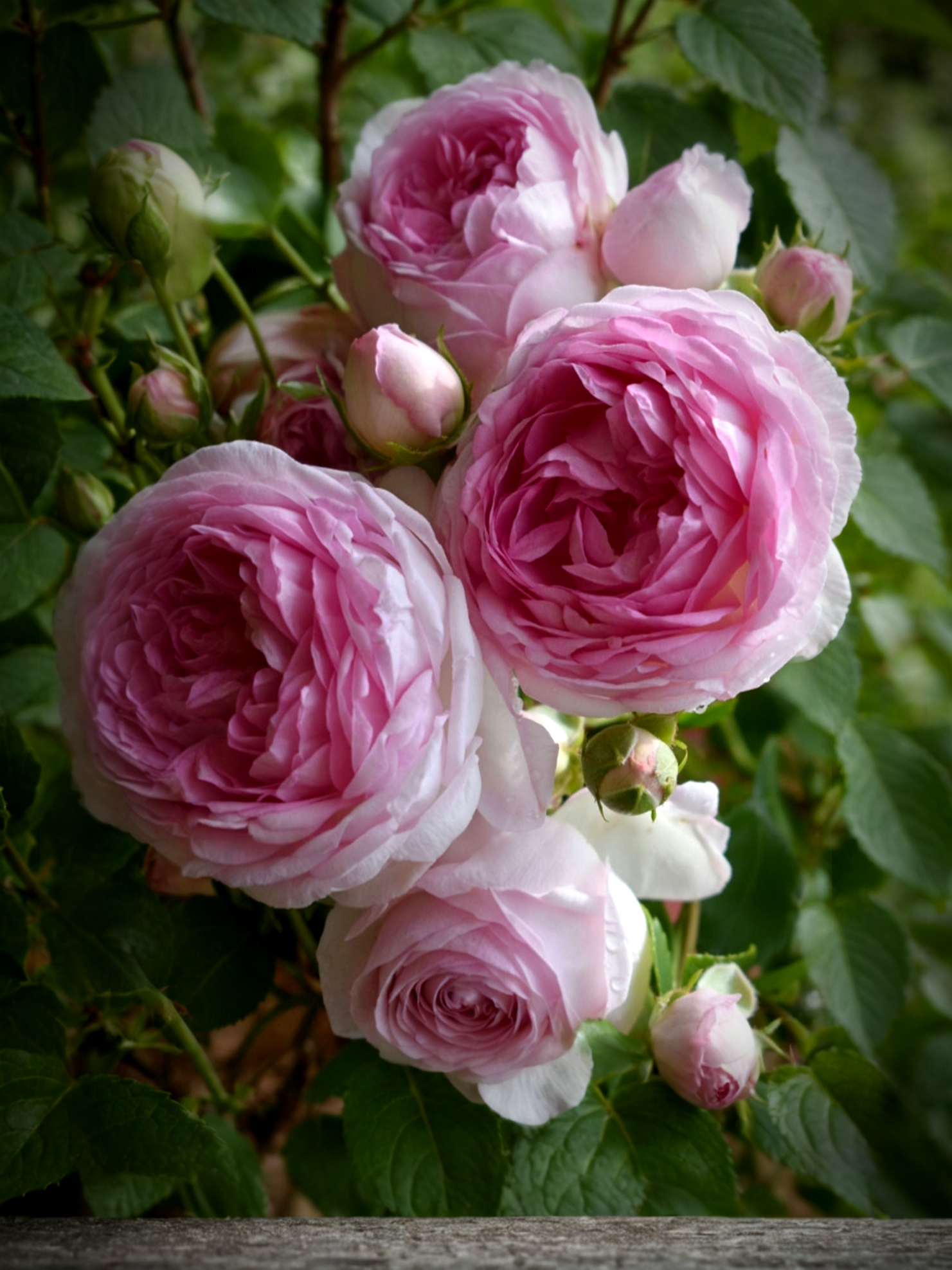 Жасмина печать