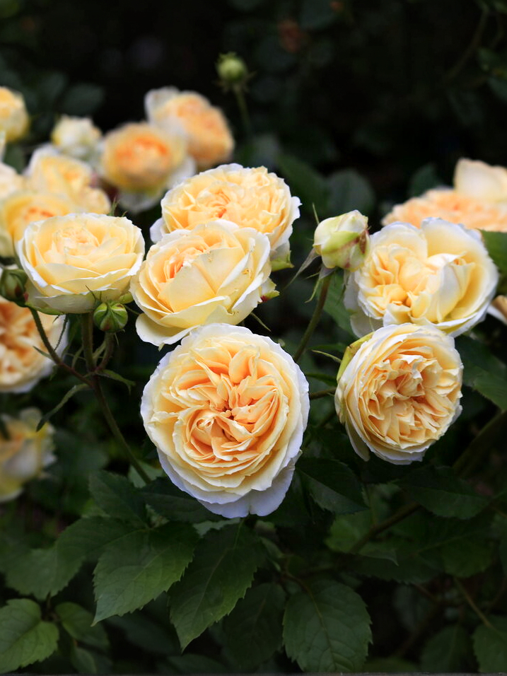 Женевьев Орси_edited_edited