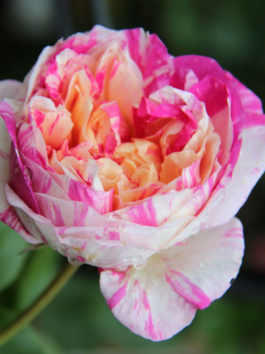 Жюли Андрие_edited_edited