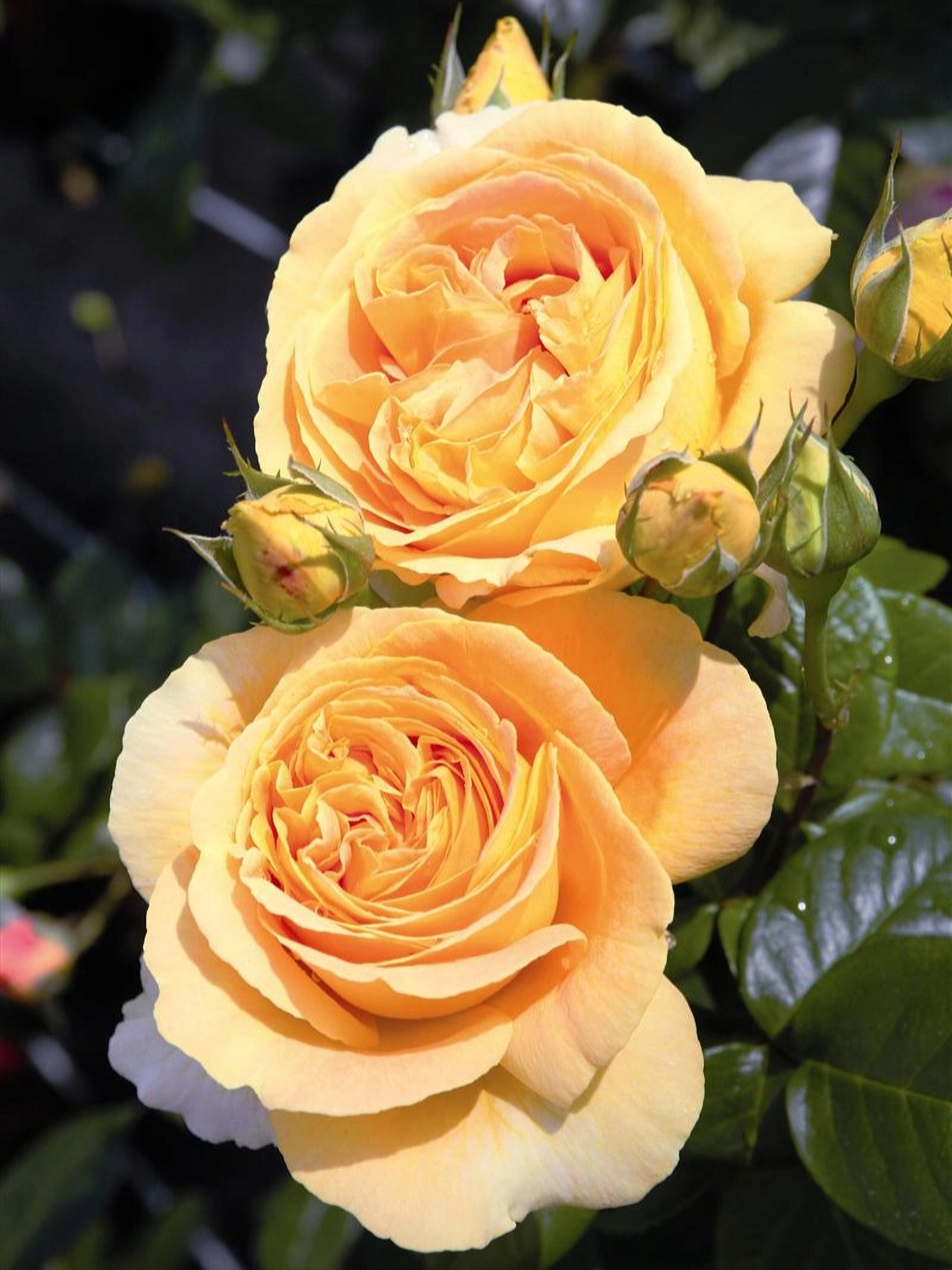 12462bb7-4a9b-11e7-80e2-cc58c5c245b3_edited_edited_edited