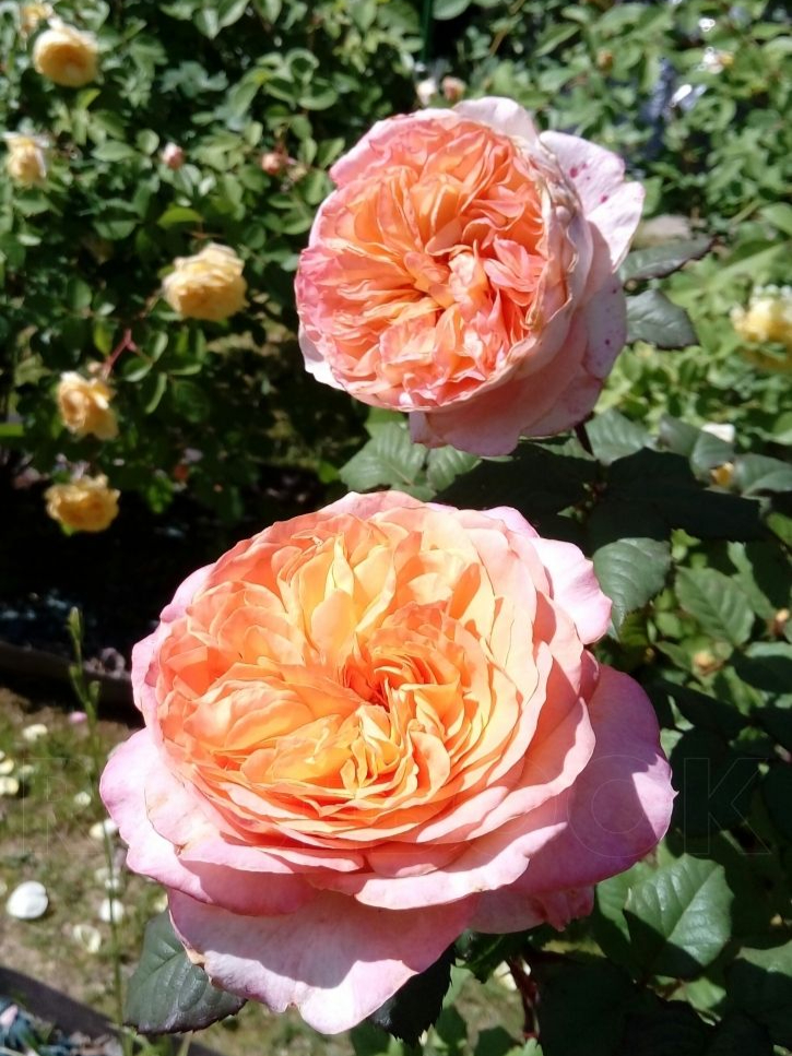 априкот сенсейшн3_edited