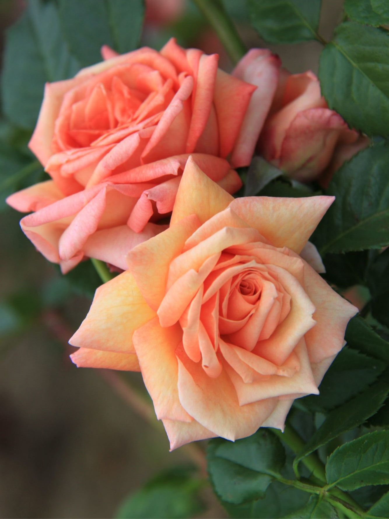 барок1_edited_edited