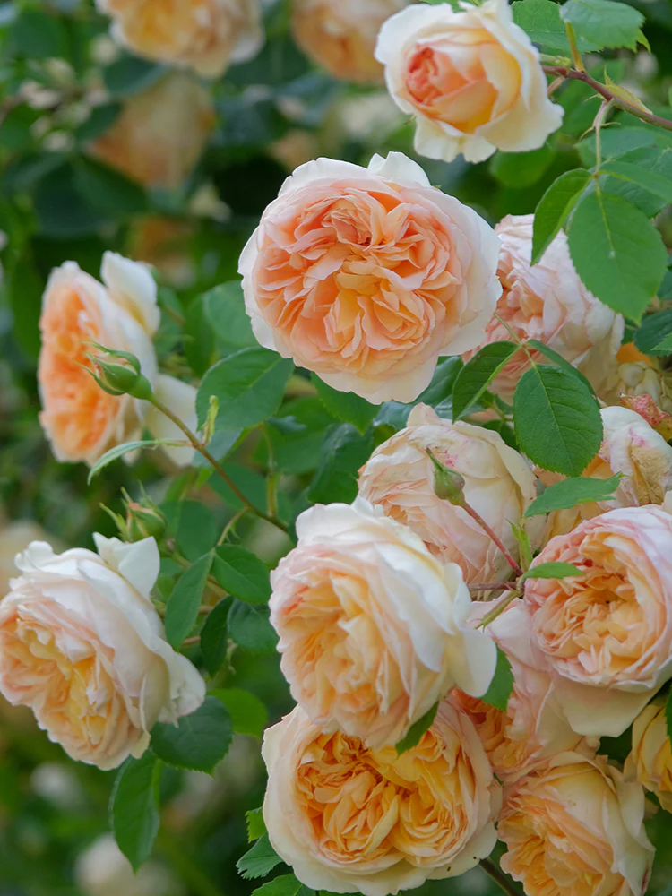 батшеба_edited_edited