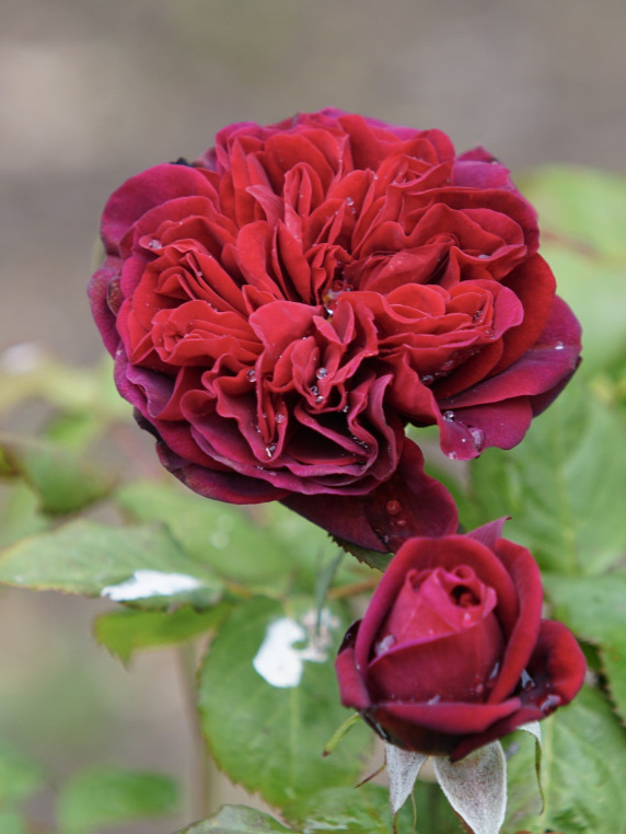 бисантер де гийо1_edited