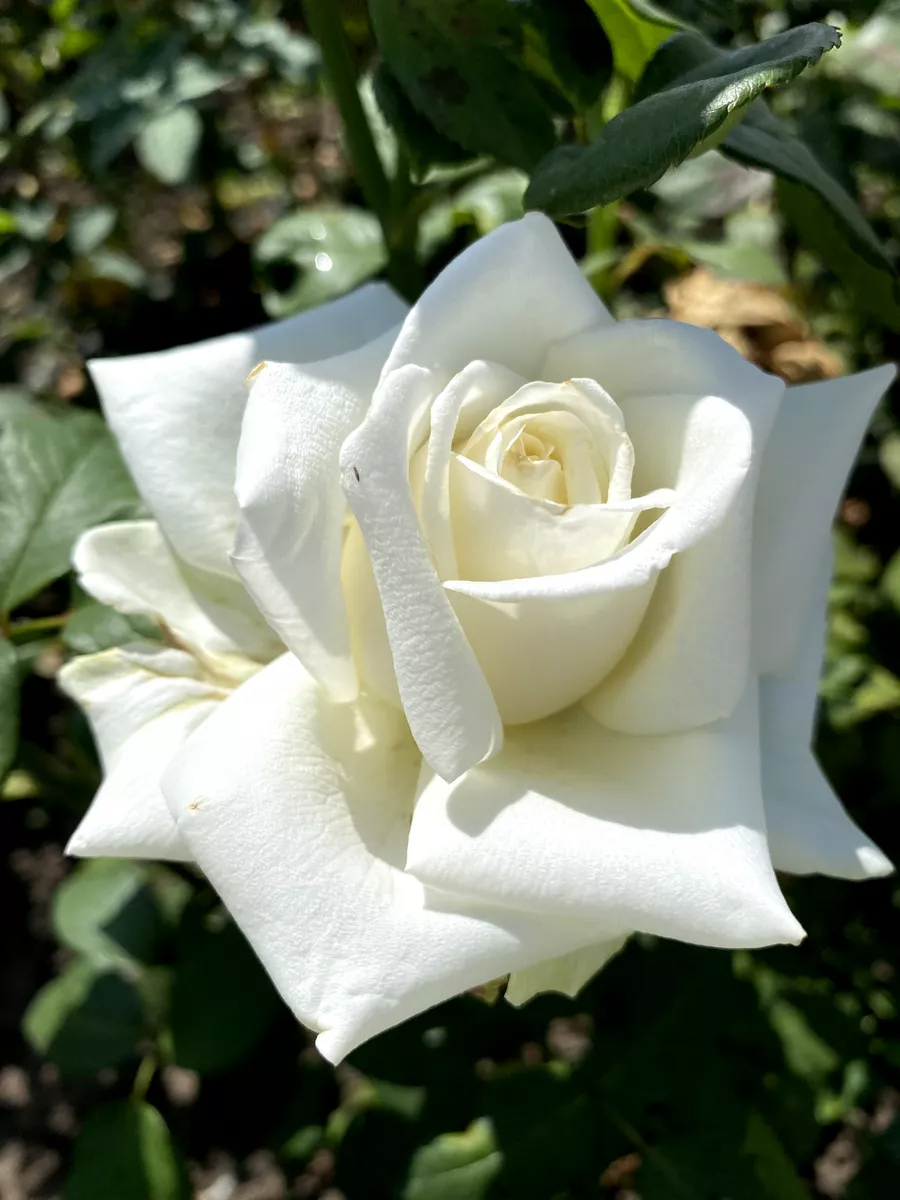 боинг2_edited_edited