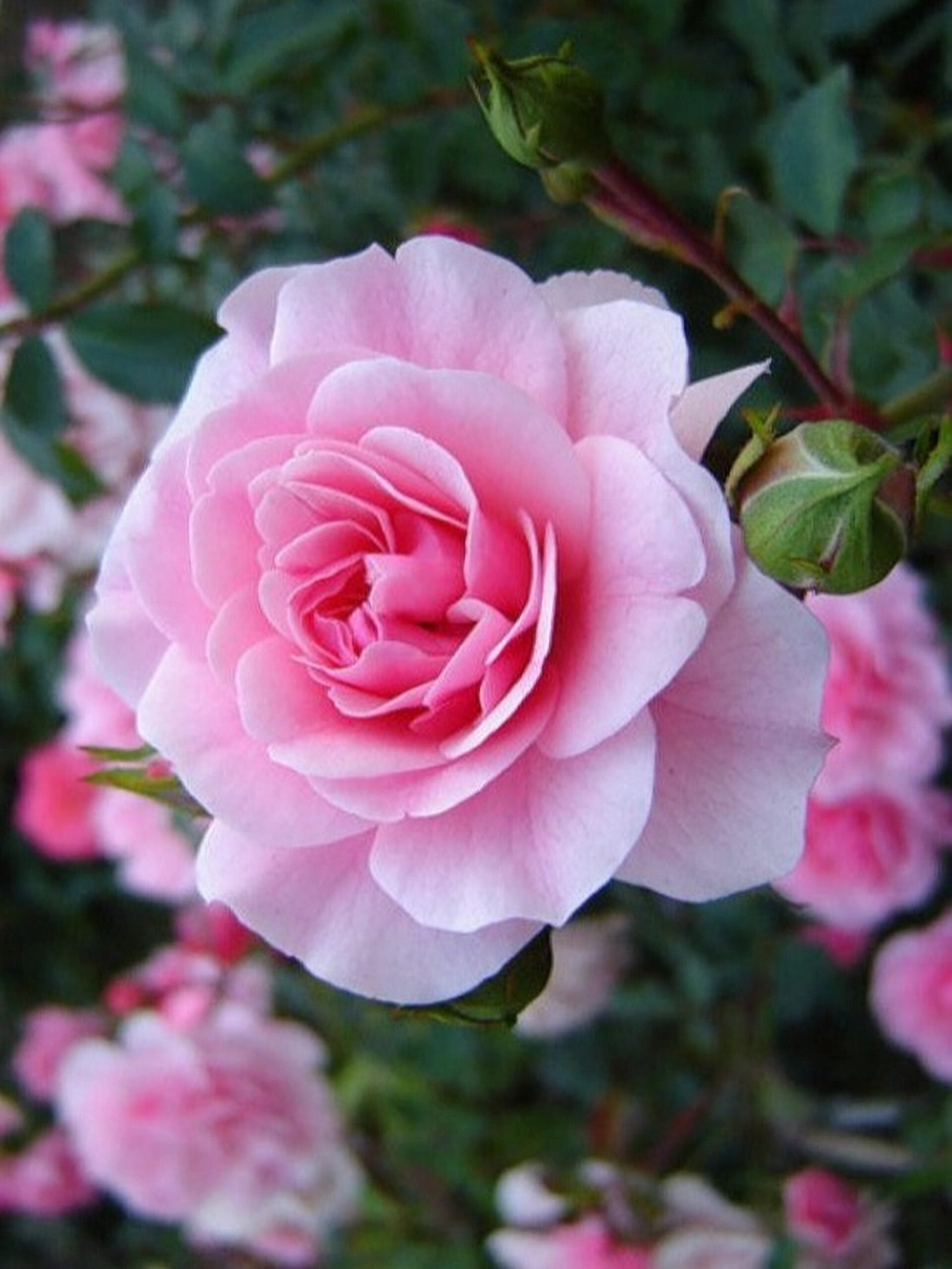 боника1_edited_edited