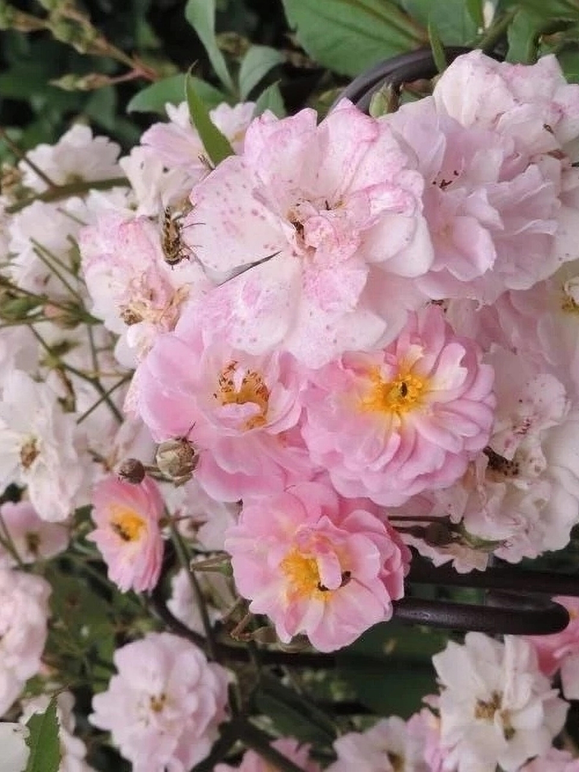 бриз парфюм_edited_edited